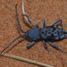 Microtragus arachne - Photo (c) Linda Rogan EntSocVic, algunos derechos reservados (CC BY-NC), subido por Linda Rogan EntSocVic