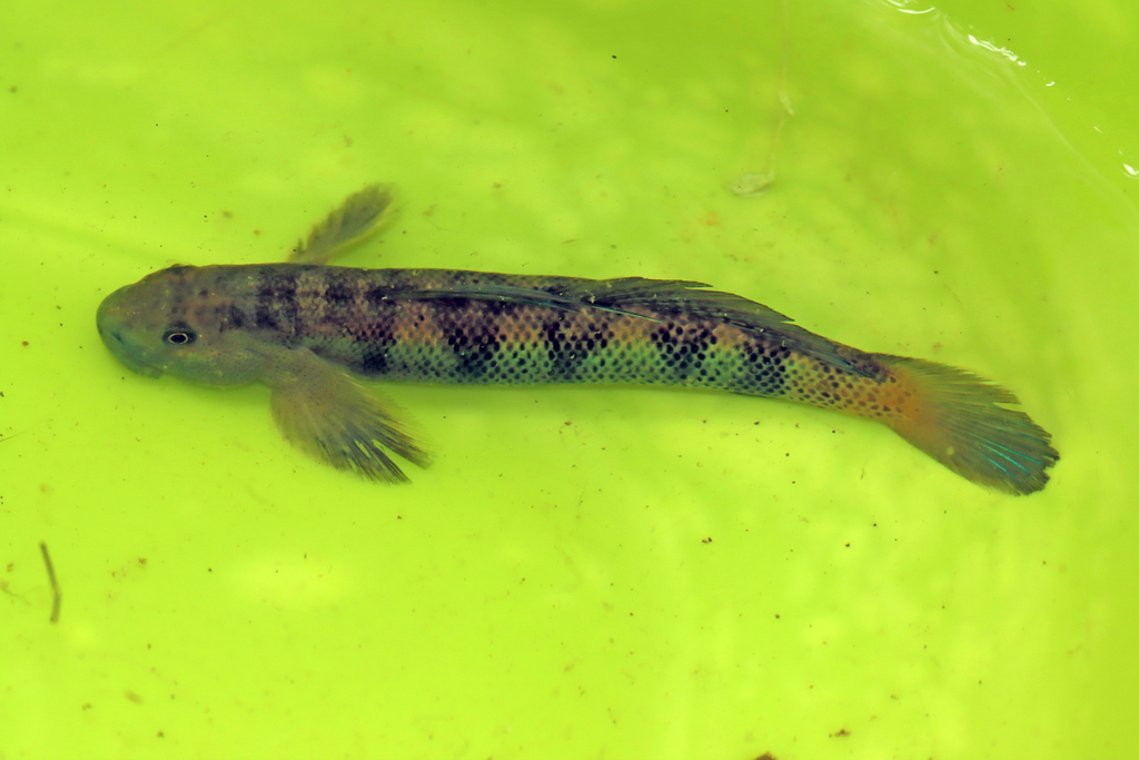 Spotted algae-eating goby (Sicydium punctatum) — Gobiidae