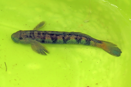Spotted algae-eating goby (Sicydium punctatum) — Gobiidae