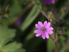 Geranium molle