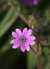 Geranium molle