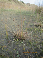 Juncus caespiticius