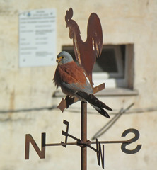 Falco naumanni