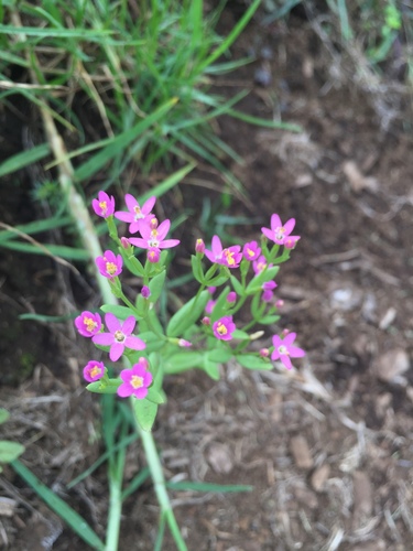 Centaurium erythraea observed 2019-08-10