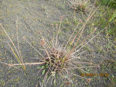 Juncus caespiticius