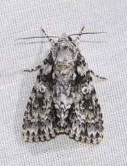 Acronicta marmorata
