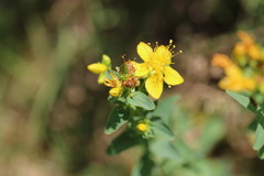 Hypericum maculatum obtusiusculum