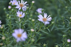 Symphyotrichum × salignum