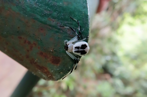 Platythomisus quadrimaculatus