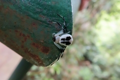 Platythomisus quadrimaculatus