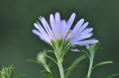 Symphyotrichum × salignum