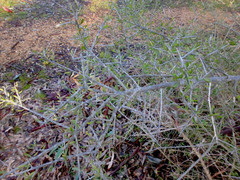 Melicytus angustifolius