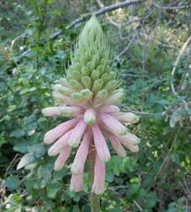 Veltheimia bracteata