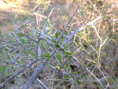 Melicytus angustifolius