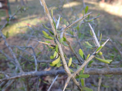 Melicytus angustifolius
