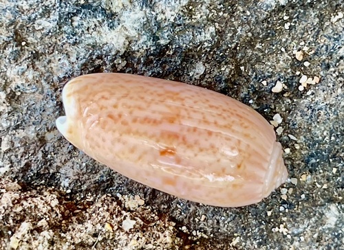Oliva macleaya observed 2025-03-20
