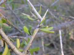 Melicytus angustifolius
