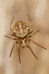 Cryptaranea atrihastula