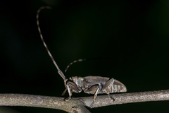 Acalolepta