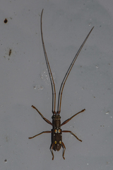 Olenecamptus bilobus