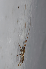 Olenecamptus bilobus