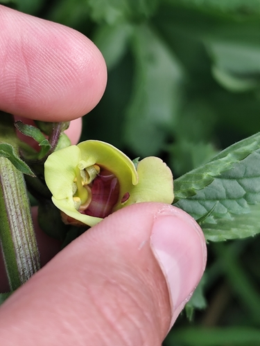 Image of Scrophularia sambucifolia by (c) Vasco Henrique Oliveira Fonseca, some rights reserved (CC BY)