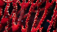 Hamodactylus noumeae