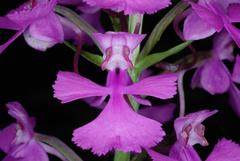 Platanthera peramoena