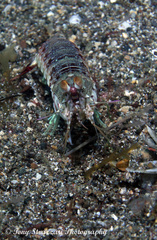 Odontodactylus latirostris