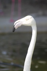 Phoenicopterus roseus