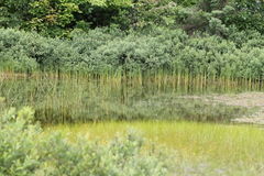 Schoenoplectus torreyi