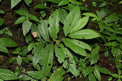 Elatostema