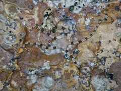 Cryptopelta callista