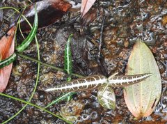 Gardneria multiflora