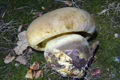 Caloboletus marshii
