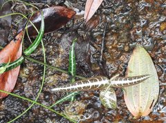 Gardneria multiflora