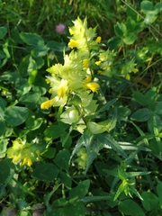 Rhinanthus serotinus aestivalis