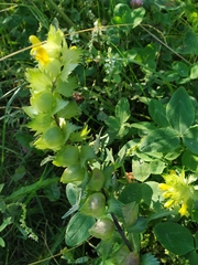 Rhinanthus serotinus aestivalis