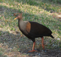 Megapodius reinwardt