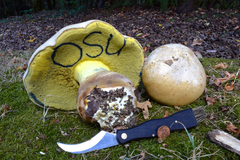 Caloboletus marshii