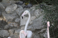 Phoenicopterus roseus
