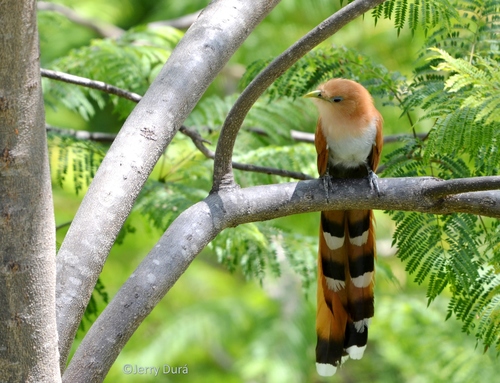 Mexican Squirrel-Cuckoo