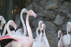Phoenicopterus roseus