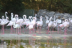Phoenicopterus roseus