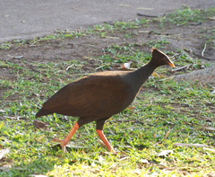 Megapodius reinwardt