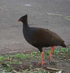 Megapodius reinwardt