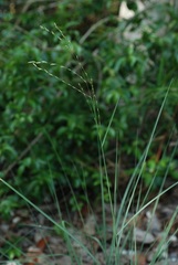Leptochloa dubia