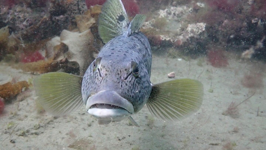 Argentinian sandperch (Pseudopercis semifasciata) — Pinguipedidae