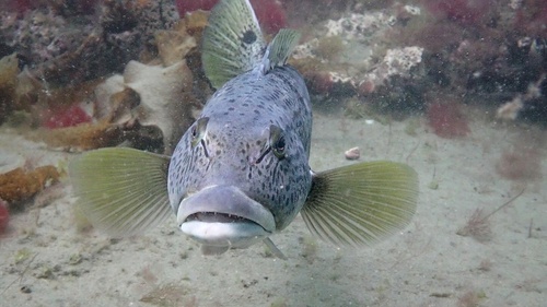 Argentinian sandperch (Pseudopercis semifasciata) — Pinguipedidae
