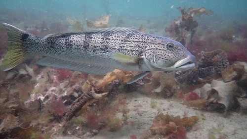 Argentinian sandperch (Pseudopercis semifasciata) — Pinguipedidae — 4